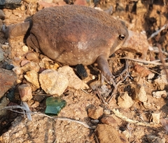 Breviceps