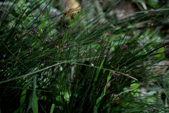 Juncus capillaceus