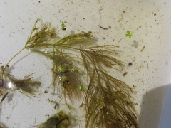 Ceratophyllum echinatum