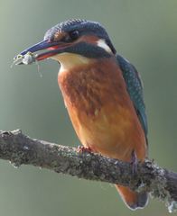 Alcedo atthis