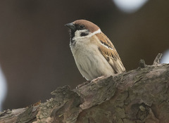 Passer montanus