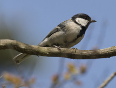 Parus minor