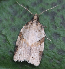 Clepsis spectrana