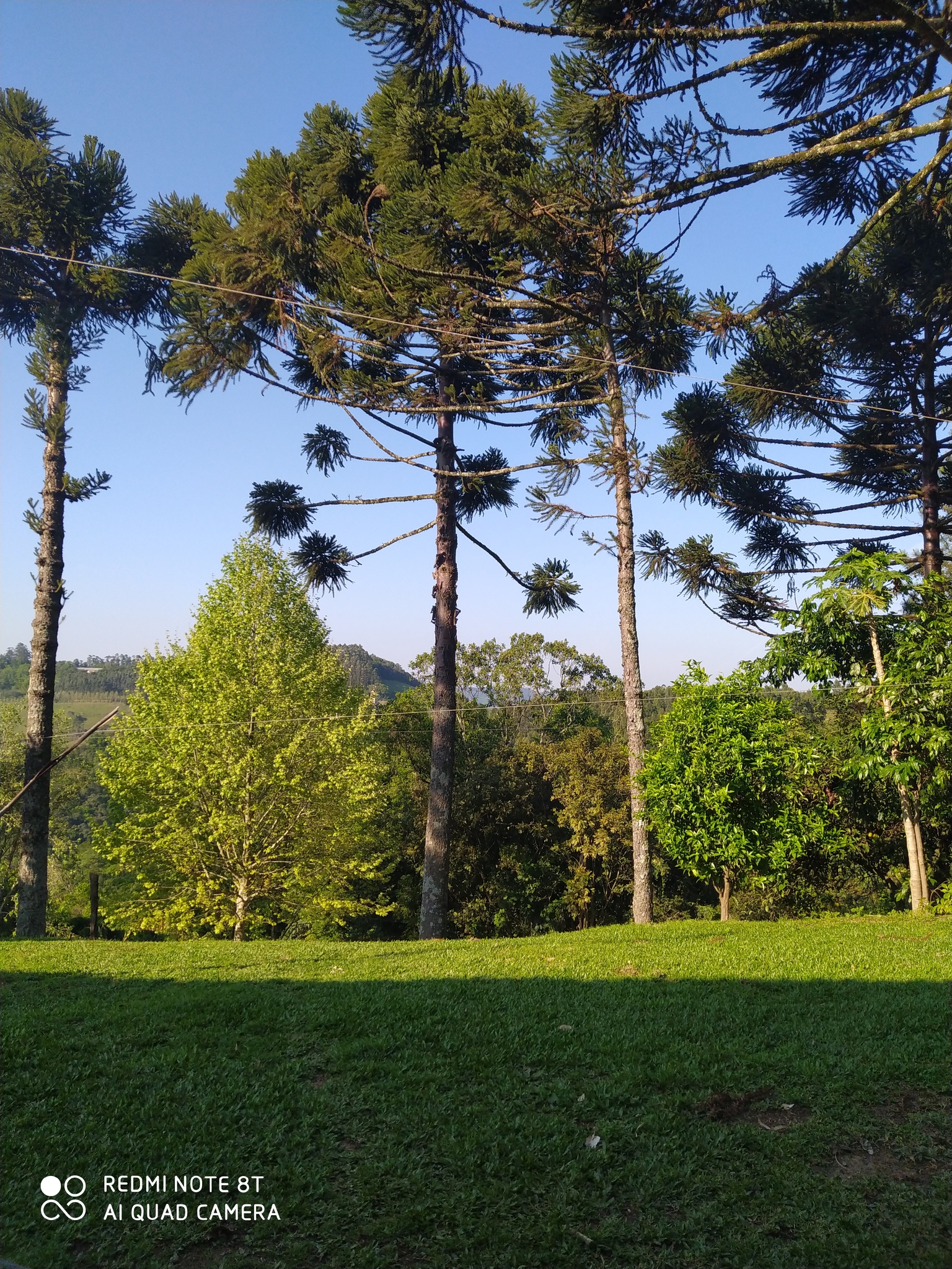 Araucaria angustifolia
