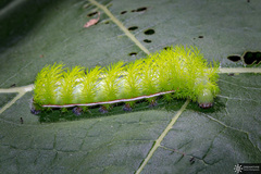 Automeris liberia