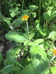 Tridax procumbens