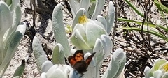 Chrysoritis zonarius zonarius