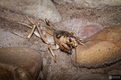 Scapteriscus oxydactylus