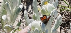 Chrysoritis zonarius zonarius
