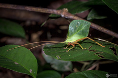 Typophyllum mortuifolium