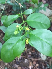 Chiococca alba