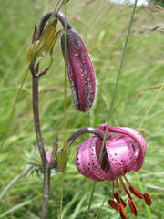 Lilium martagon martagon