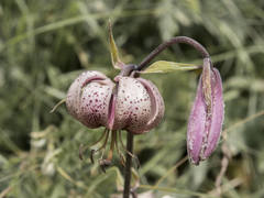 Lilium martagon martagon