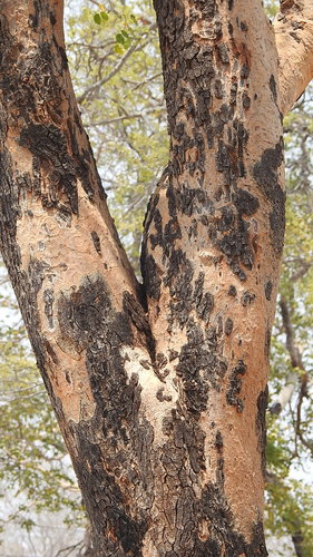 Guibourtia coleosperma image