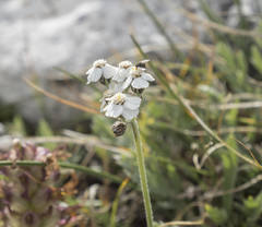 Achillea clavennae