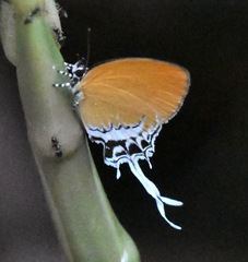 Eooxylides tharis distanti