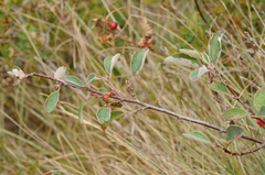 Cotoneaster integerrimus
