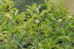 Rhamnus alpina