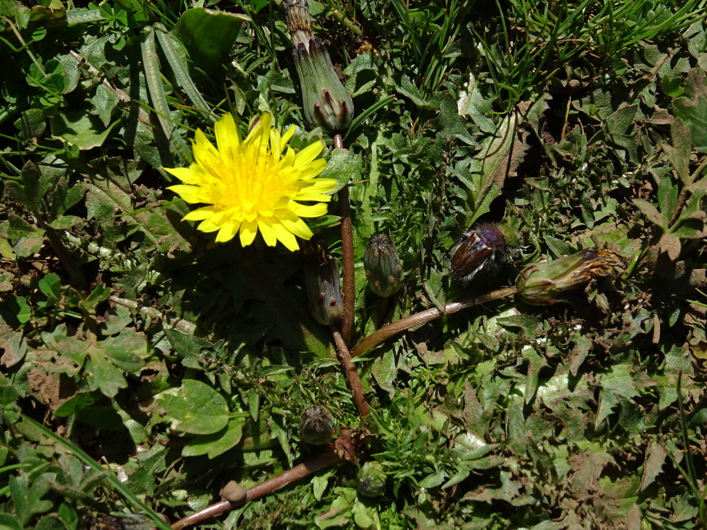 Big-root Dandelion