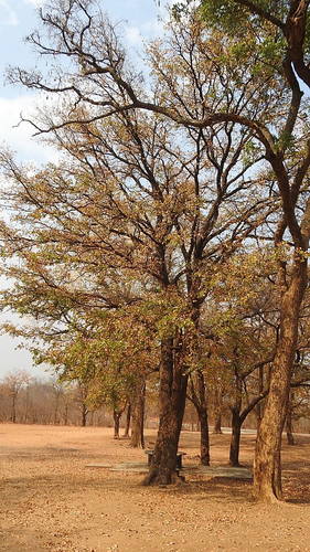 Colophospermum mopane image