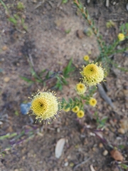 Leucadendron thymifolium