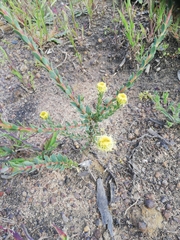 Leucadendron thymifolium