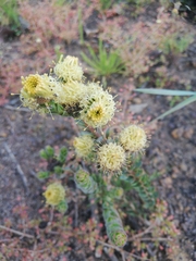 Leucadendron thymifolium