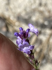 Verbena orcuttiana
