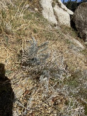 Astragalus douglasii