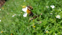 Apis mellifera