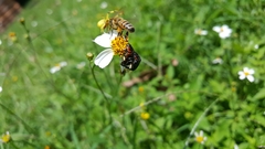 Apis mellifera