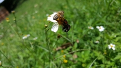 Apis mellifera