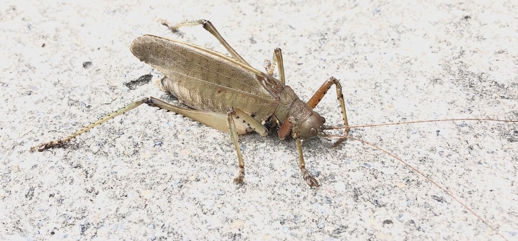Proidiarthron