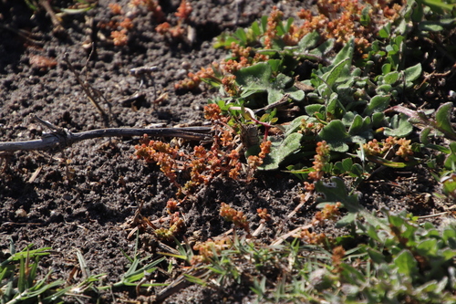 Image of Crassula thunbergiana by (c) Tony Rebelo, some rights reserved (CC BY-SA)