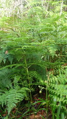 Pteridium aquilinum