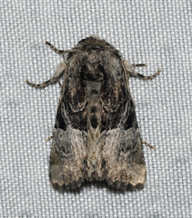 Meropleon diversicolor