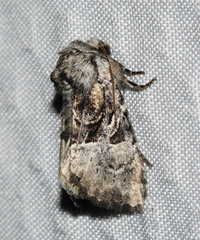 Meropleon diversicolor