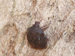 Antiteuchus mixtus
