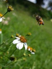 Apis mellifera