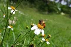 Apis mellifera