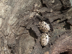 Antiteuchus mixtus