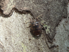 Antiteuchus mixtus