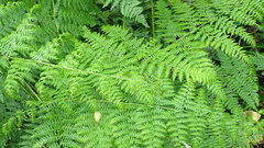 Pteridium aquilinum