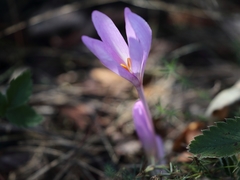 Colchicum arenarium
