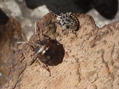Antiteuchus mixtus