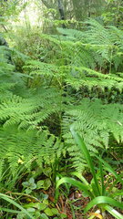 Pteridium aquilinum