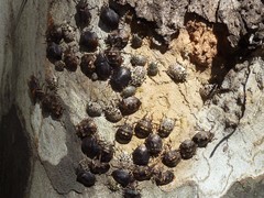 Antiteuchus mixtus