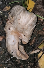Hypomyces lateritius