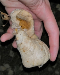 Hypomyces lateritius