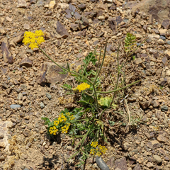 Pastinaca armena